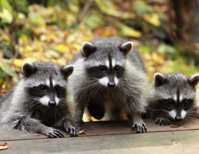 Three raccoons on porch